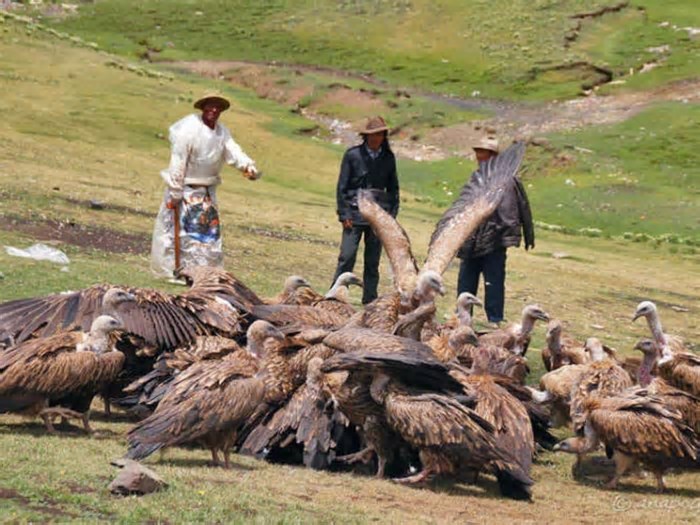 Enterro no céu: no Tibete, corpos são deixados em montanhas para serem consumidos por abutres em ritual budista