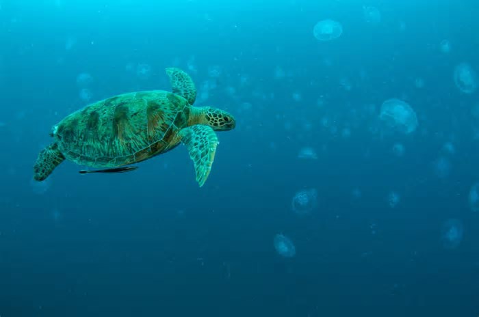 Pesquisa de Oxford revela que fezes podem ser usadas para salvar animais ameaçados de extinção