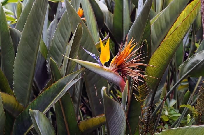 Strelitzia reginae: 8 curiosidades sobra a exótica Ave-do-Paraíso