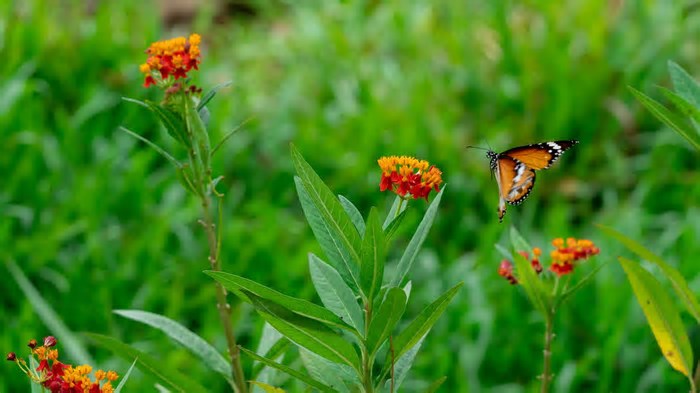 Como escolher plantas que tornam seu jardim o destino preferido das borboletas