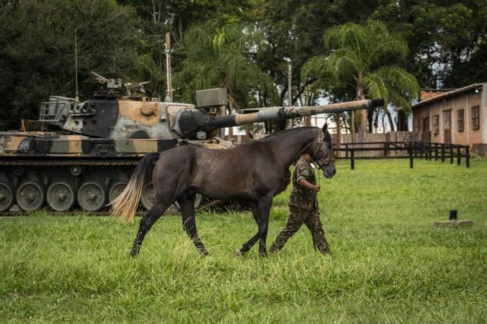 Fazenda no RS abriga 'arsenal de guerra' de cavalos militares do Brasil