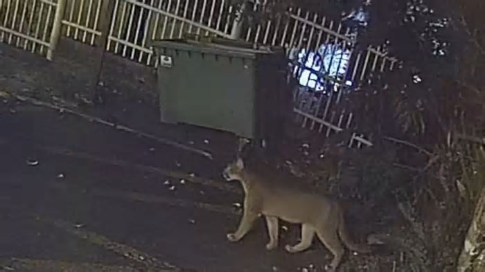 🐆VÍDEO: puma é flagrado circulando em rua da área central de Gramado, diz prefeitura