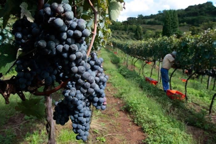 Setor agrícola e de bebidas lideram crescimento; Comércio e Serviços seguem com desempenho fraco no município