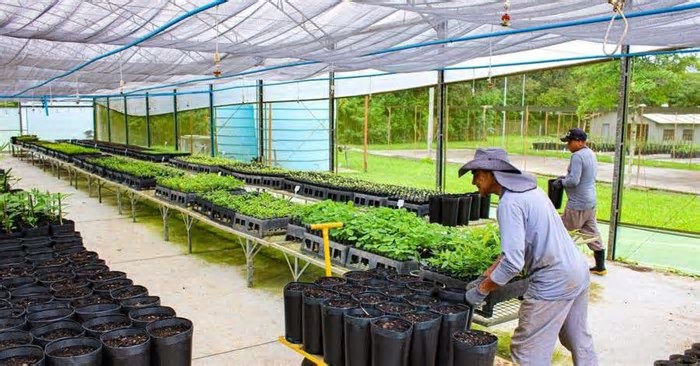 Viveiro Municipal de Porto Alegre produz 50 espécies de árvores nativas