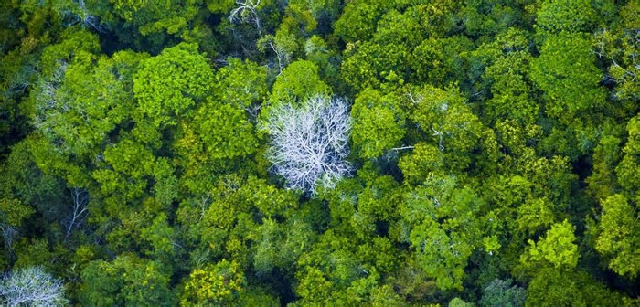 Lab de Impacto investe R$ 600 mil em negócios sustentáveis na Amazônia Legal