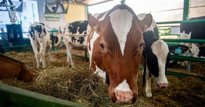 Inteligência artificial na produção leiteira