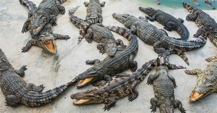 O aquecimento global está alterando o comportamento desses crocodilos