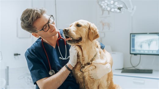 Prevenção e ciência: saiba o que pode ajudar a prolongar a vida do seu pet