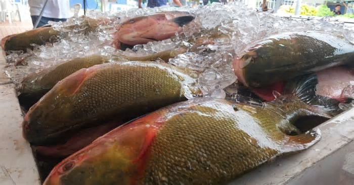 Quaresma: confira feiras com peixes frescos e produtos regionais em Manaus