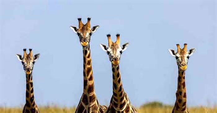 Curiosidades sobre as girafas