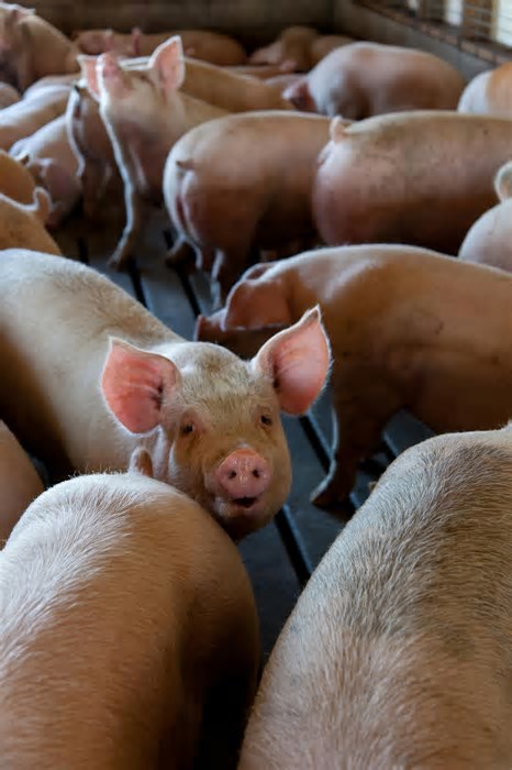 Cientistas imprimem prótese peniana em 3D — e ela realmente funciona em animais