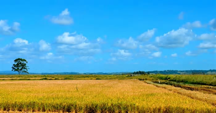 Assentados celebram primeira safra de arroz agroecológico após enchentes no RS