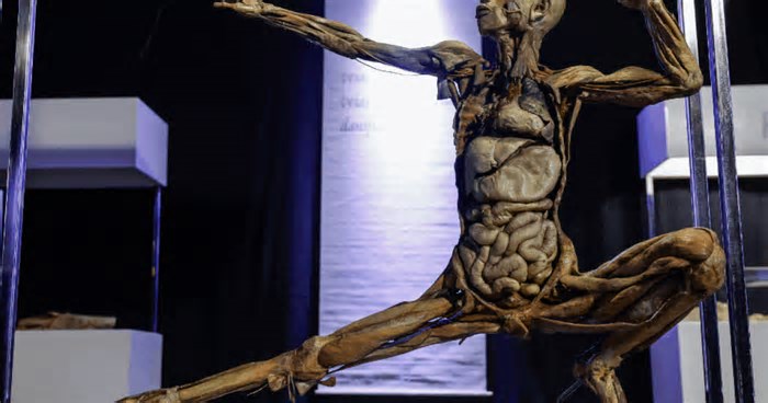 Com corpos reais, exposição internacional chega a Porto Alegre para mostrar que a anatomia humana é impressionante