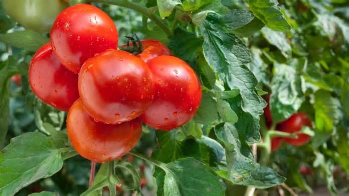 Benefícios surpreendentes do molho de tomate caseiro para a saúde