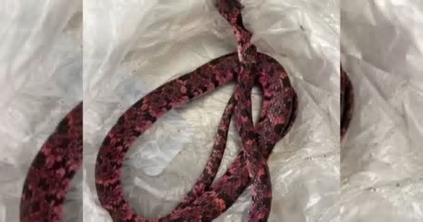 Homem come cobra, passa mal e vomita o animal após bebedeira em cidade do Ceará