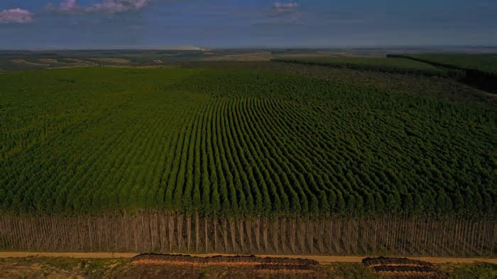 Inteligência artificial protege florestas de eucalipto em Minas Gerais