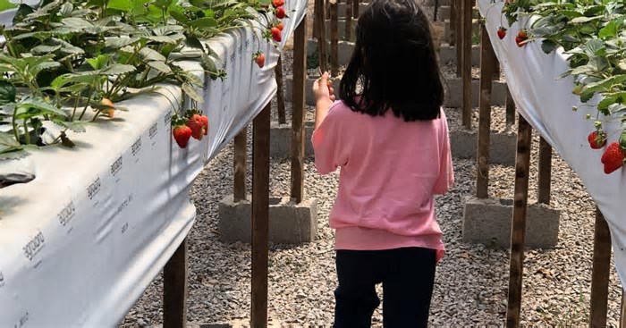 Colha e pague de frutas silvestres: como explorar mais este turismo no RS