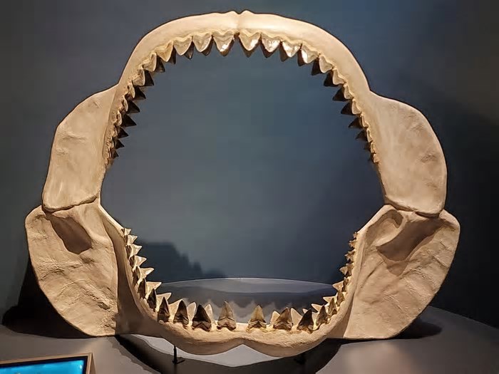 Tubarão pré-histórico megalodonte media até 24 metros – e se parecia com tubarão-limão