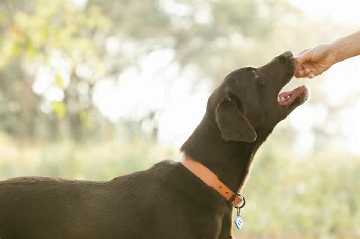 Cientistas identificam genes que tornam humanos e cachorros mais propensos à obesidade