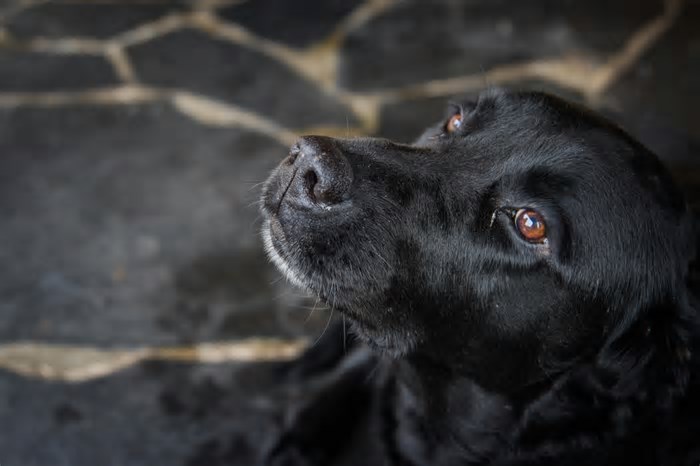 Humanos não entendem realmente as expressões dos seus cachorros, diz estudo