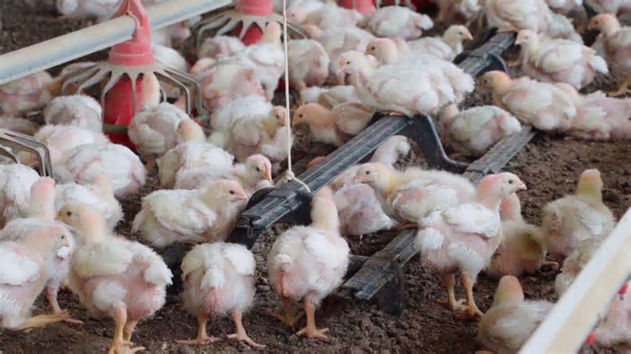 Oferta enxuta favorece e preço do frango