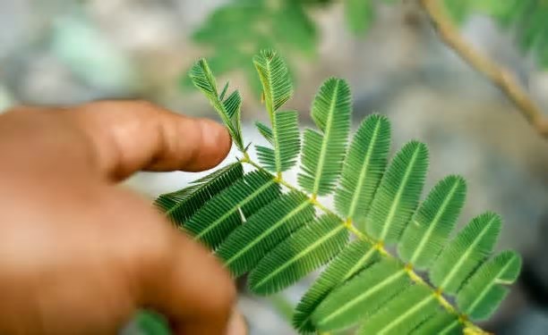 Mimosa-pudica: por que ela se fecha quando é tocada?