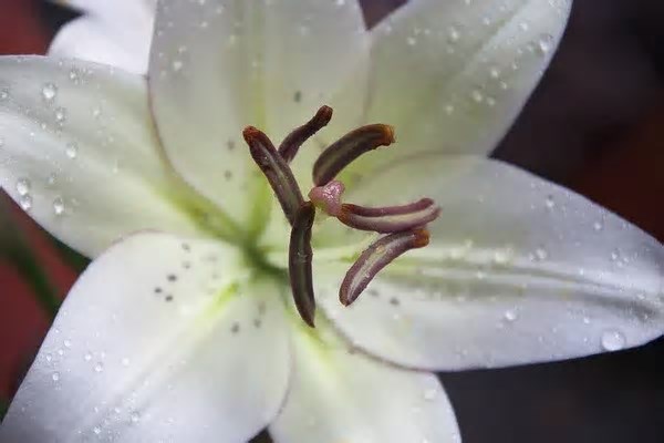 Lírio-oriental: 8 curiosidades sobre a encantadora flor ornamental