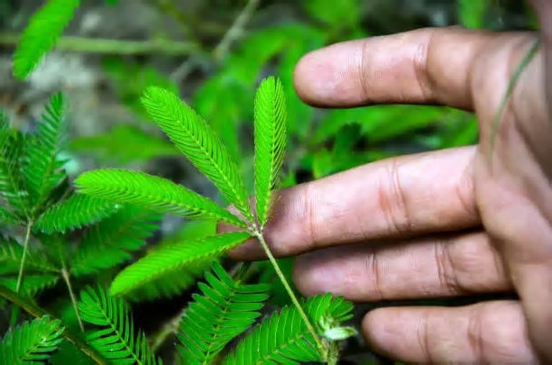 Mimosa, a plantinha que se fecha à noite ou quando é tocada