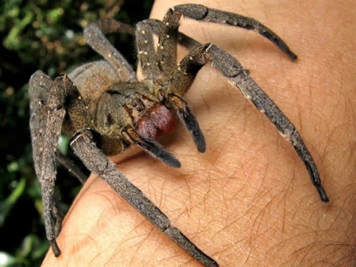 Número de acidentes com aranhas cresce em Gramado e Vigilância em Saúde frisa cuidados