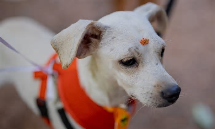 Mostra “Branca: a Dona da Casa” resgata memórias da mascote da Casa dos Rosas
