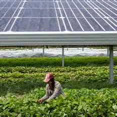 ABSOLAR reúne representantes do setor agropecuário, autoridades públicas, especialistas e agentes do mercado solar