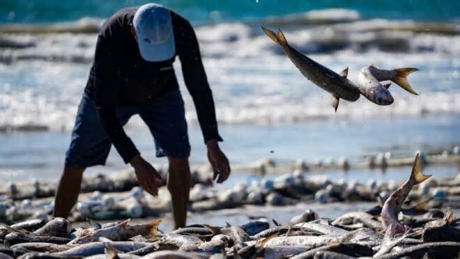 Cota para pesca de tainha imposta pelo governo Lula ameaça tradição artesanal