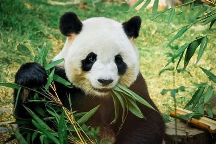 Você sabia por que pandas comem bambu mesmo tendo “intestinos carnívoros”?