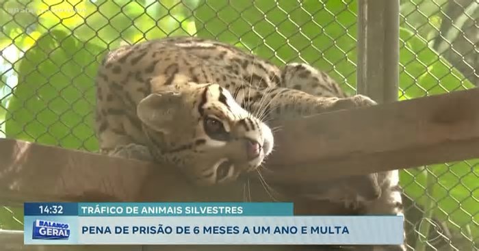 Bahia é rota o tráfico de animais silvestres