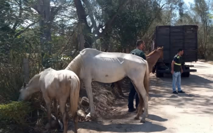 Cinco cavalos são apreendidos às margens da RJ-140, em Arraial do Cabo