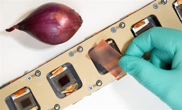 Casca de cebola roxa pode proteger células solares, mostra nova pesquisa
