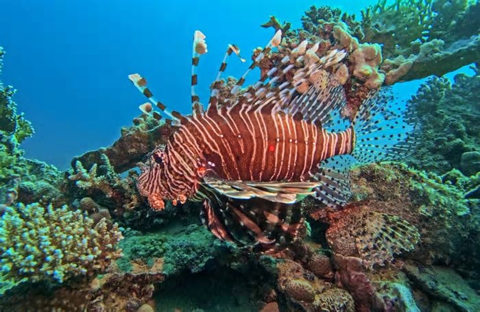 Maior peixe-leão do mundo é capturado em Fernando de Noronha; espécie é invasora e peçonhenta
