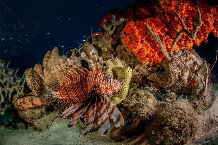 Peixe-leão gigante é capturado e gera alerta em Fernando de Noronha