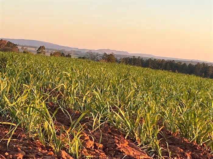 Safra no Norte e Nordeste: 50,8 milhões de toneladas de cana processadas