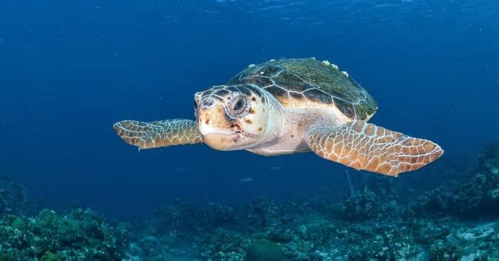 Tartarugas navegam nos oceanos, voltando todos os anos aos melhores locais para se alimentar e reproduzir