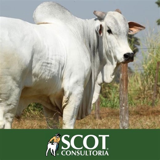 Scot Consultoria: Cotações estáveis da arroba bovina em São Paulo