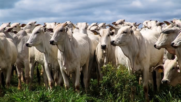 Febre aftosa: doença erradicada no Brasil ainda preocupa outros países
