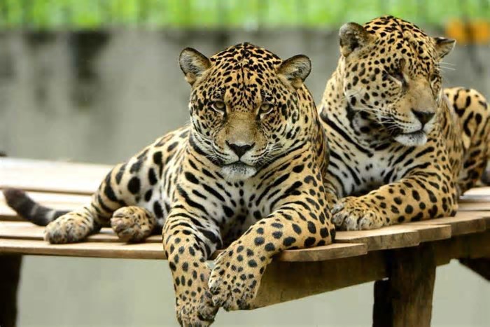 Saiba quais dias o Zoológico de Brasília terá entrada gratuita