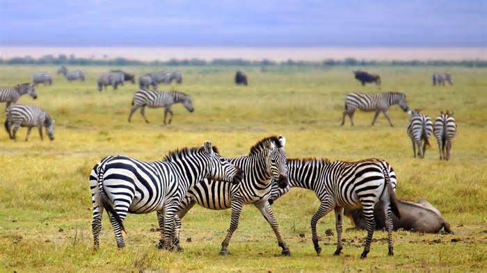 Você nunca imaginou o que as zebras realmente são capazes de fazer