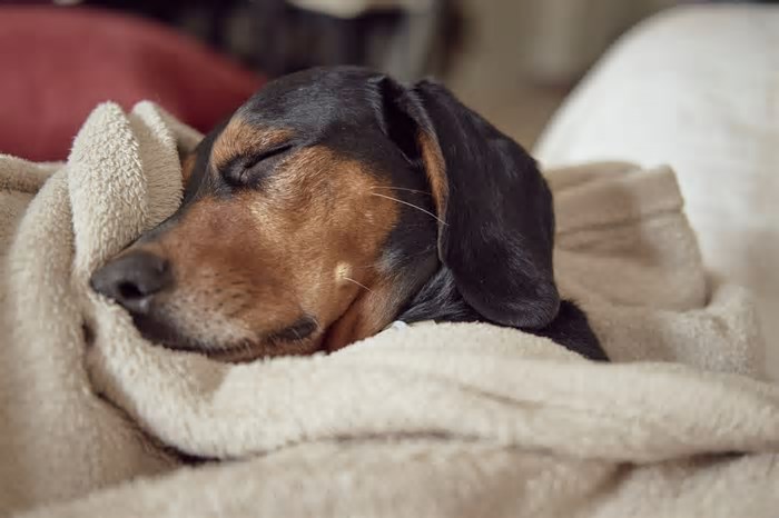 Pesquisa sobre sono dos cães indica que seu pet pode ser mais selvagem do que você pensa