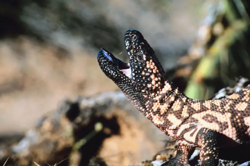 O monstro-de-gila, lagarto de digestão lenta que foi essencial na criação do Ozempic
