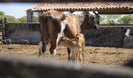 Produção de leite sobe mais de 75% em 7 anos no CE; 2 milhões de litros por dia