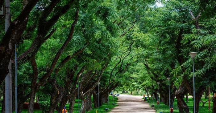 Porto Alegre recebe reconhecimento internacional como Cidade das Árvores