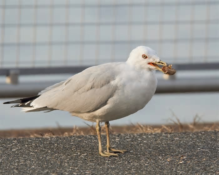 Gaivotas são predadoras e têm dieta surpreendente, revela estudo