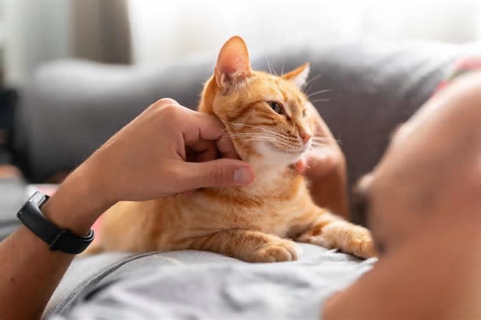 Por que os gatos são considerados um mistério para a ciência?